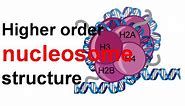 Higher order nucleosome structure