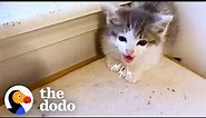 Tiny Feral Kittens Learn To Accept Love | The Dodo