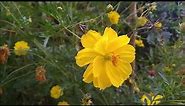 Cosmos Sulphureus Blooming In My Garden - Amazing Yellow Flower