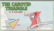 The Carotid Triangle