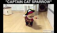 Pirate Pet Costume