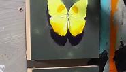 When the butterflies appear ready to take flight. Artist: Jess Wathen. Oil on Ampersand #Claybord. #ampersand_art #no1paintingpanel #artonpanel #artonboard #paintingvideo #panelpainting #wip #art #artwork #oilpainting #oilpaint #oilpainter #oilpainters #butterflyart #butterflies | Ampersand Art Supply