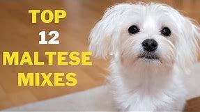 12 Cute Maltese Mix Breeds That will Melt your Heart