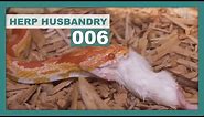 How to Thaw & Feed Frozen Mice to Snakes