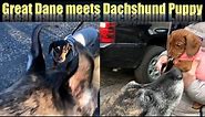 Great Dane Meets Dachshund Puppy