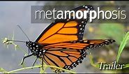 Metamorphosis: The Beauty & Design of Butterflies