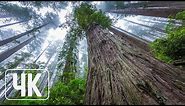 Nature Wallpapers Slideshow - 4K UHD Wallpaper Pack - Giant Redwoods - Set #1