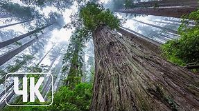 Nature Wallpapers Slideshow - 4K UHD Wallpaper Pack - Giant Redwoods - Set #1