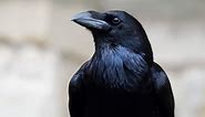 Crow vs. Raven: What’s the Difference?