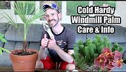 Cold Hardy Windmill Palm Care & Info