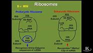 Ribosomal RNA (rRNA) Is Used to Construct Ribosomes|Biochemistry