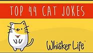 Top 44 Funny Cat Jokes - Best For Kids And Adults To LOL