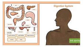 Digestive System Worksheet Cut-Outs