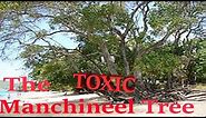 The TOXIC Manchineel Tree