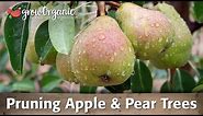 Pruning Apple Trees and Pruning Pear Trees