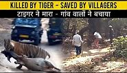 Tiger Killed a cow | Later saved by Villagers | Big Cats Adventures