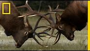 The Yearly Elk Brawl | Untamed Americas