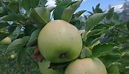How can I identify the apples in my backyard? | UMN Extension