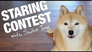 Shiba Inu Staring Contest