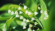 How To Grow And Care For Lily Of The Valley