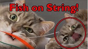 Cat plays with fish on string to classical music | Chonker The Cat