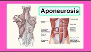 aponeurosis