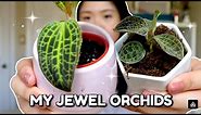 My Jewel Orchid Collection | How to Care for Jewel Orchids