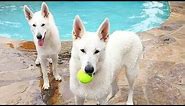 All You Need To Know About White German Shepherds.