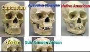 Skull Shape by Race/Ancestry