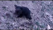 black bear cub crying