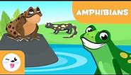 Amphibians for kids - Vertebrate animals - Natural Science For Kids