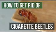 How to Get Rid of Cigarette Beetles/Tobacco Beetles (4 Easy Steps)