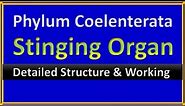 Phylum Coelenterata (Cnidaria) | Nematocyst Structure & Function