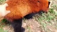 need a red panda emoji!! #redpanda #fyp #fypシ #foryou #foryoupage #cute #wildlife #trending