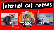 Kitteh, Kitter, and Catto - internet names for cats