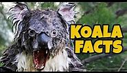 15 Facts About Koalas Nobody Knows About