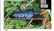 UK Oil Beetles (Meloidae)