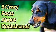 8 Crazy Facts About Dachshunds You Need To Know