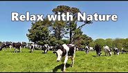 Dog TV Relaxation : Videos for Dogs - Cows In The Field ~ Relax with Nature