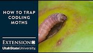 How to Trap Codling Moths