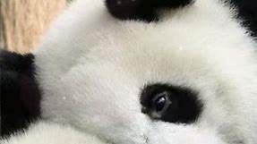 live wallpaper panda