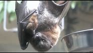 Meet The Rodrigues Flying Foxes