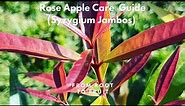 Rose Apple Care Guide (Syzygium Jambos)