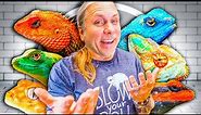 All My Lizards At My Reptile Zoo! (Full Tour)