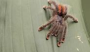 Pink Toe Tarantula Care Guide: Everything You Need to Know - Everything Reptiles