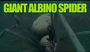 How to beat Giant Albino Spider in Smalland (Guide)