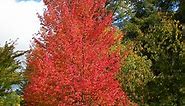 Red Maple Tree Facts, Uses, and Planting Tips