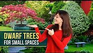 8 Best Dwarf Trees for Small Spaces 🌳 The most beautiful Small Tree 😍