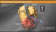 DNA Replication with a Proofreading Polymerase