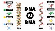 DNA vs RNA- Definition and 30 Key Differences